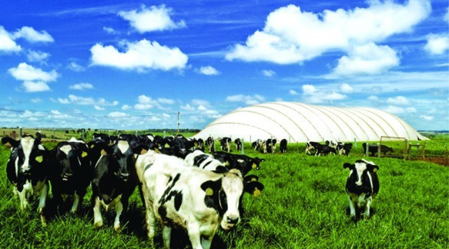 Star Milk - Fazenda Iguaçu: Leite cinco estrelas