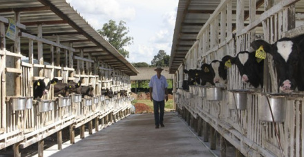Fazenda Ipê Morro Grande - São João Batista do Glória/MG