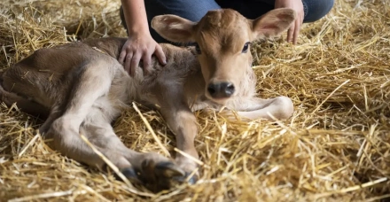 Do pós-parto da vaca à recria da bezerra: como os primeiros cuidados podem  impactar a produtividade