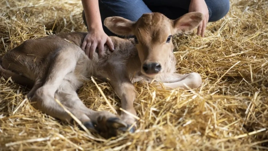 Do pós-parto da vaca à recria da bezerra: como os primeiros cuidados podem  impactar a produtividade