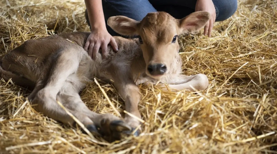Do pós-parto da vaca à recria da bezerra: como os primeiros cuidados podem  impactar a produtividade