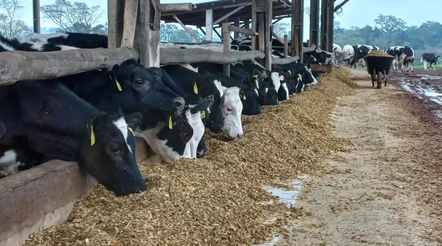 Estabulação e resfriamento de vacas secas favorecem desempenho na lactação  seguinte