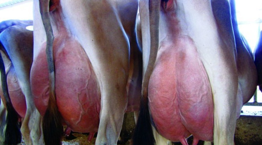 Como a nutrição pode afetar o desenvolvimento da glândula mamária