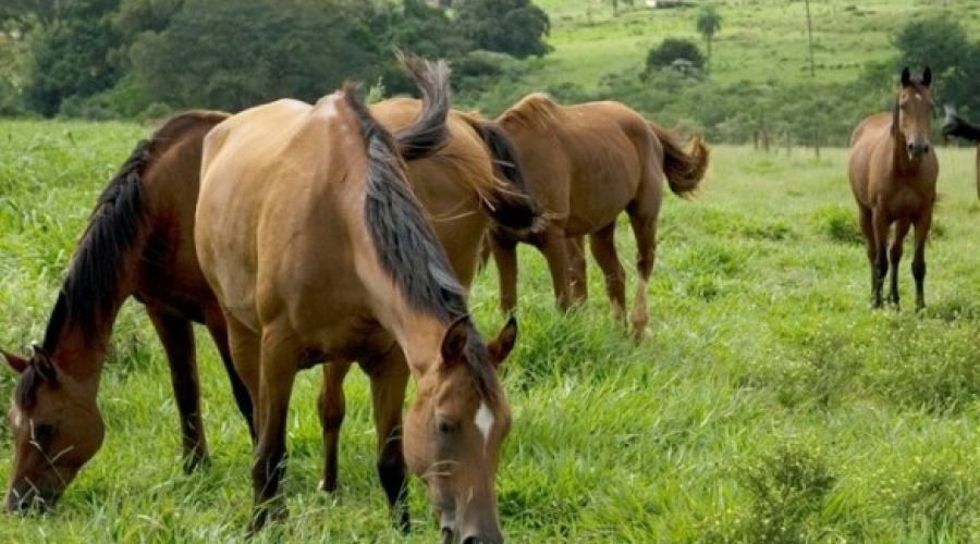 Importação de animais e de material genético no Mercosul tem novas regras