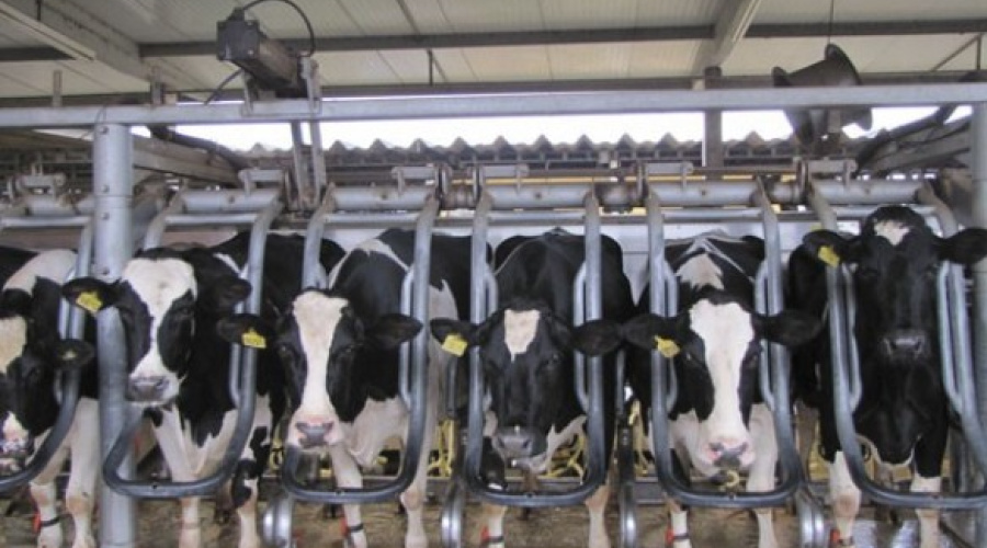 Melhoramento genético em gado leiteiro com ênfase na reprodução