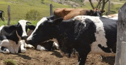 O que é Papilomatose bovina: como prevenir este problema