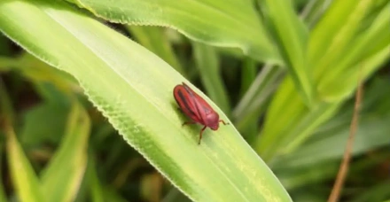 Fungos entomopatogênicos no controle das cigarrinhas-das-pastagens