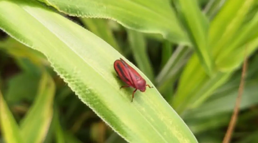Fungos entomopatogênicos no controle das cigarrinhas-das-pastagens