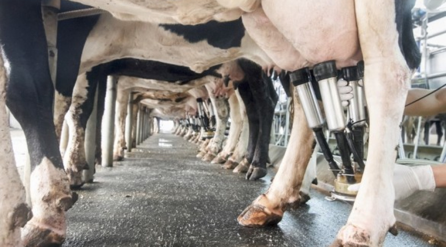 Produtores e indústria devem se preparar para substituta da IN-62
