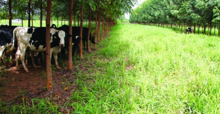 Planejamento da  arborização de  pastagens para produção de leite - Parte I