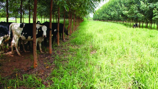 Planejamento da  arborização de  pastagens para produção de leite - Parte I