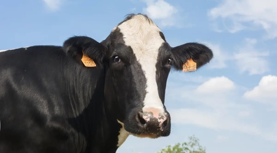 Mastite no período chuvoso: como o contato com o barro gera impactos na produção e qualidade do leite