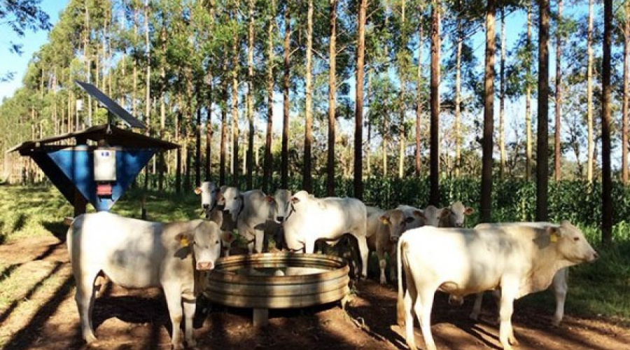 Gado em sistema integrado com floresta procura menos água, mostra pesquisa da Embrapa