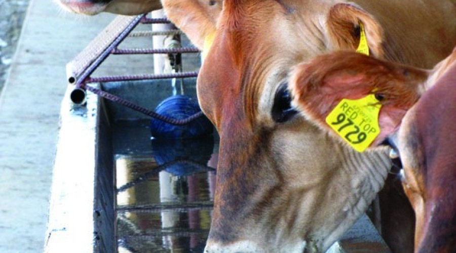 Água, o nutriente mais essencial