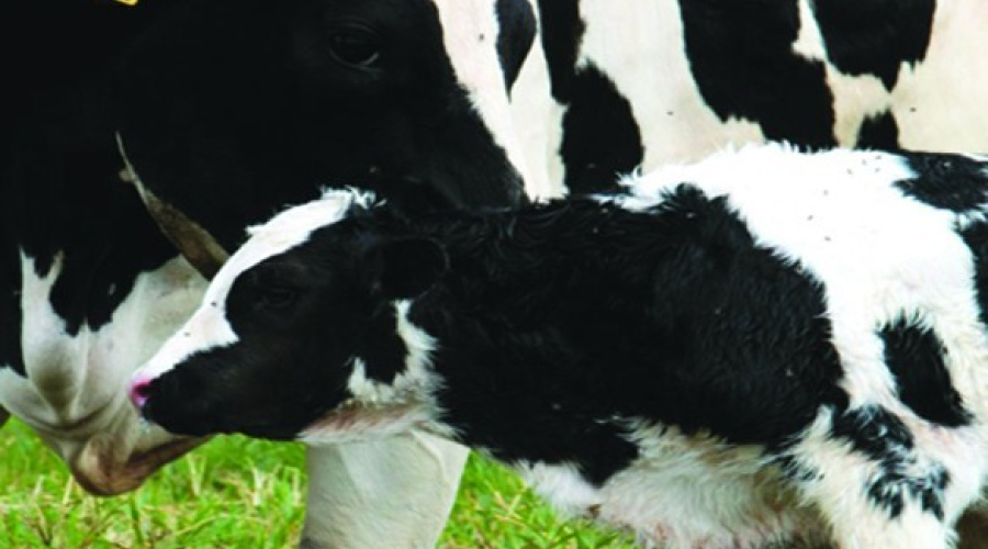 A fertilidade dos rebanhos leiteiros está realmente diminuindo?