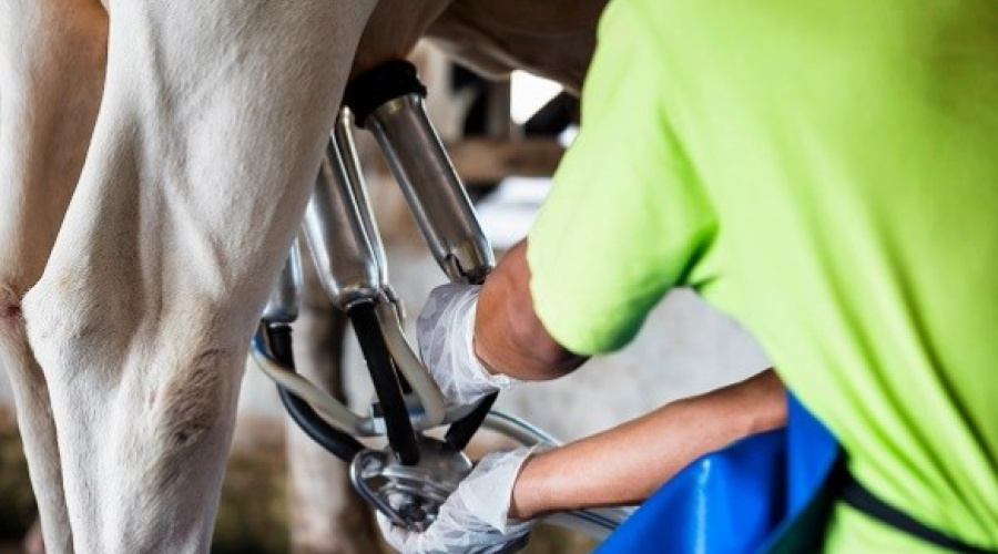 Nova lei federal amplia compra de leite de pequenos produtores rurais